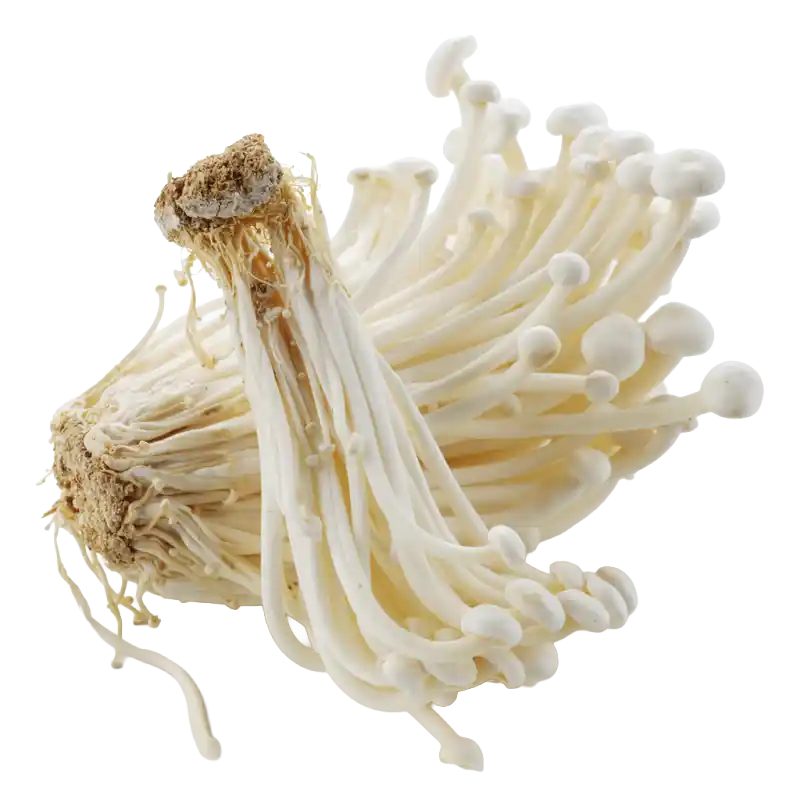 Enoki