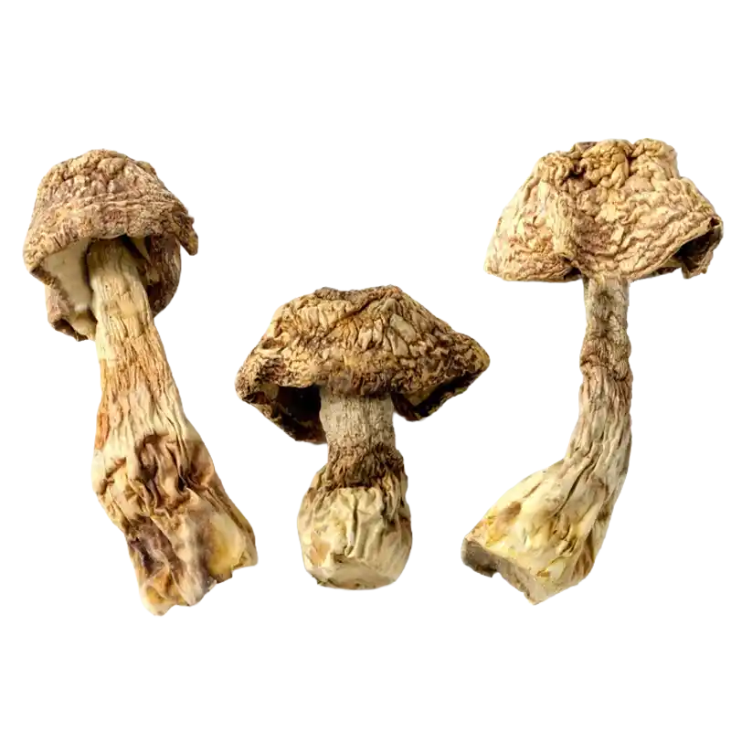 Almond Mushroom (Royal Sun)