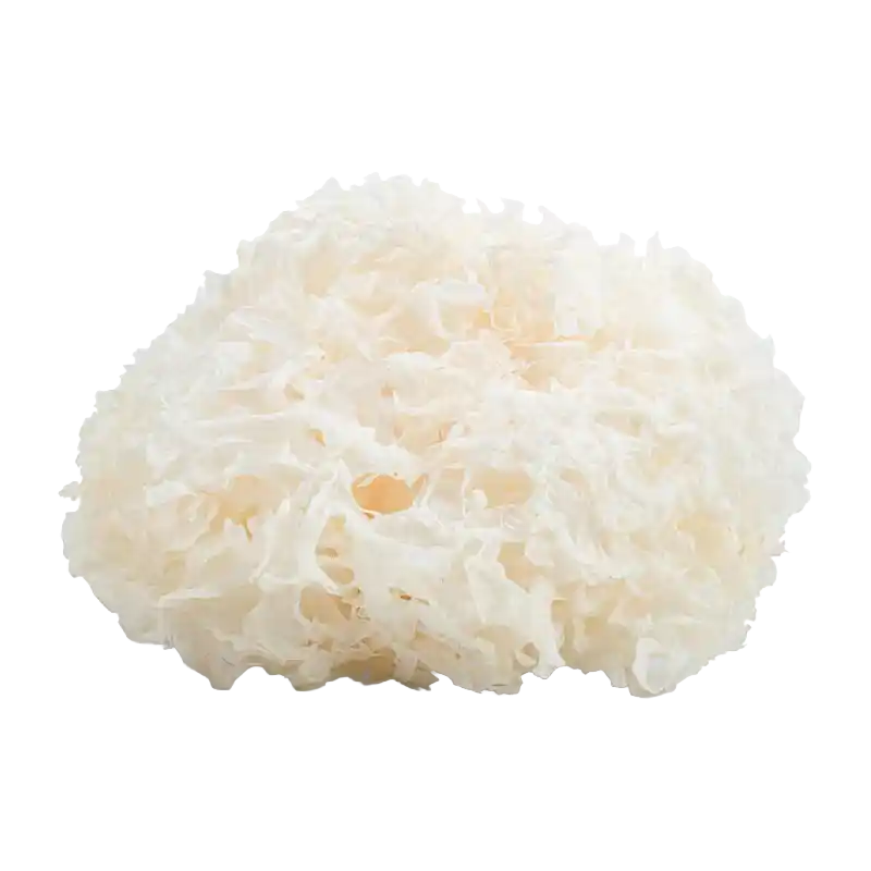 Snow Fungus (Tremella)