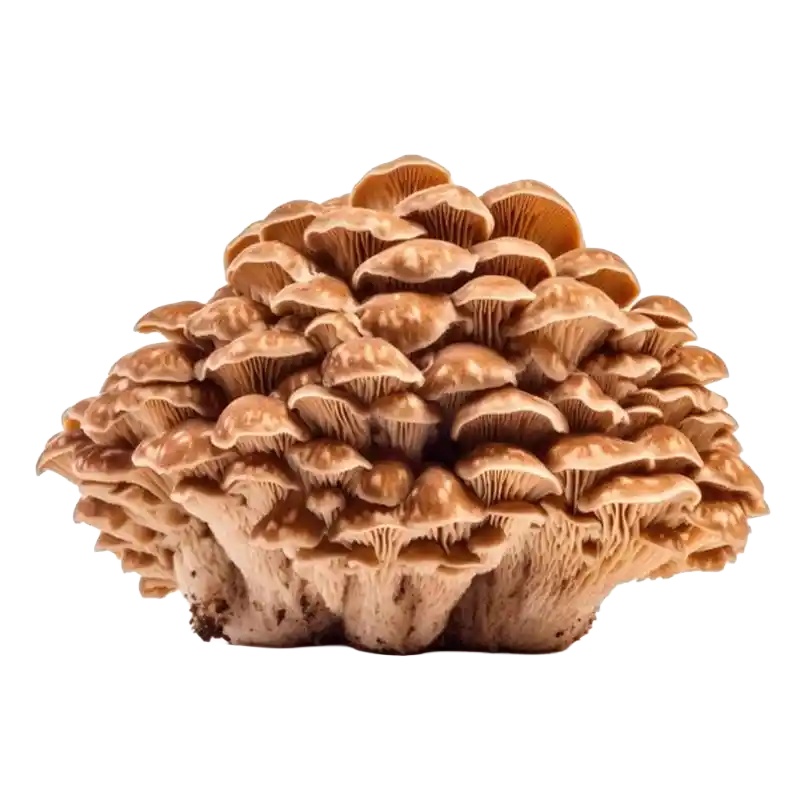 Agarikon