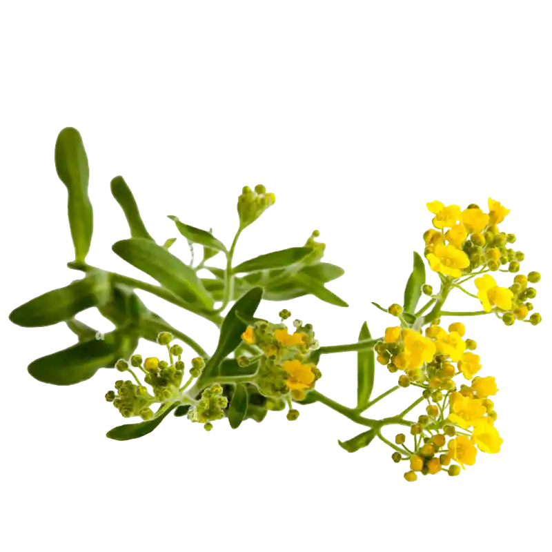 Mountain Alyssum (Mountain Madwort)