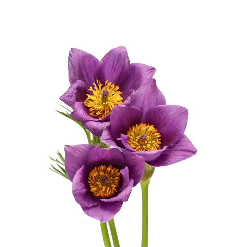 Pasqueflower