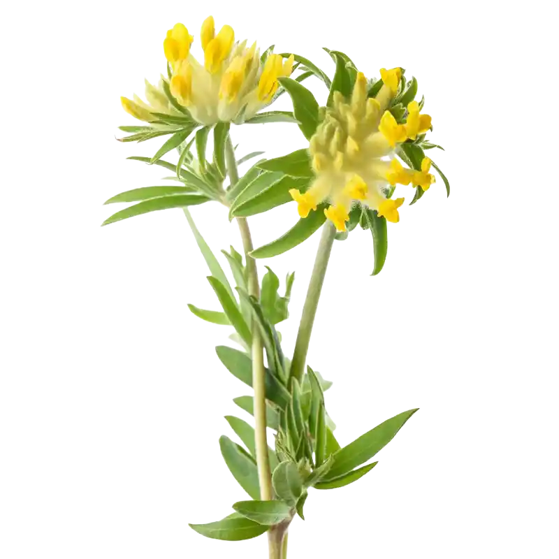 Kidney Vetch (Woundwort)