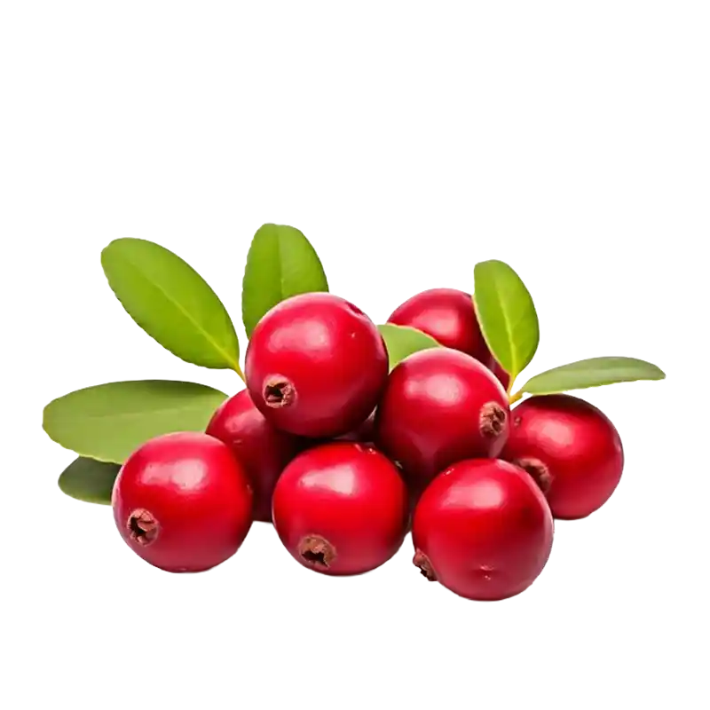 Alpine Bearberry