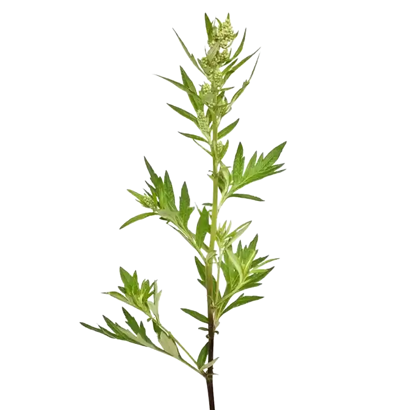 Field Wormwood