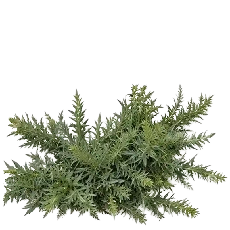 Roman Wormwood (Pontic Wormwood)