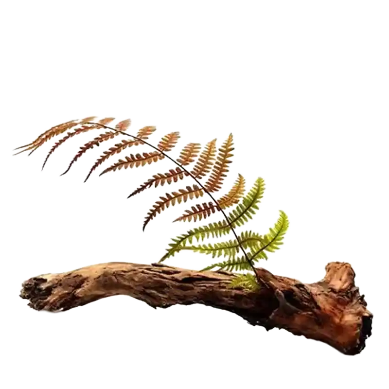 Rustyback Fern