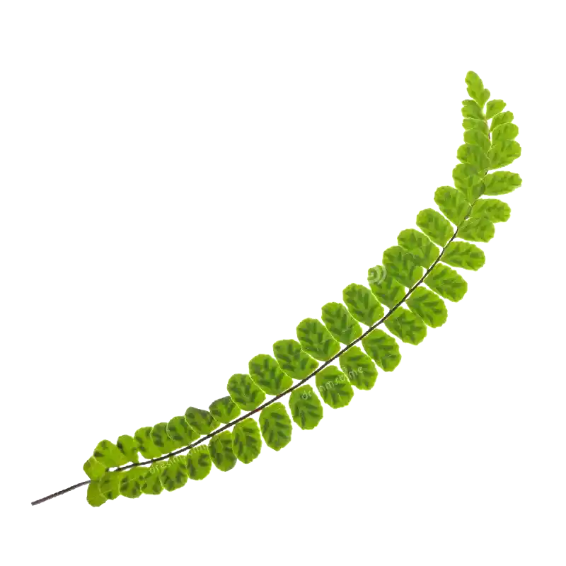 Maidenhair Spleenwort