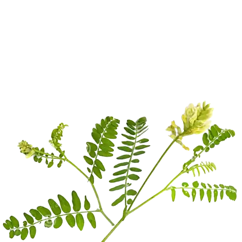 Wild Liquorice (Liquorice Milkvetch)