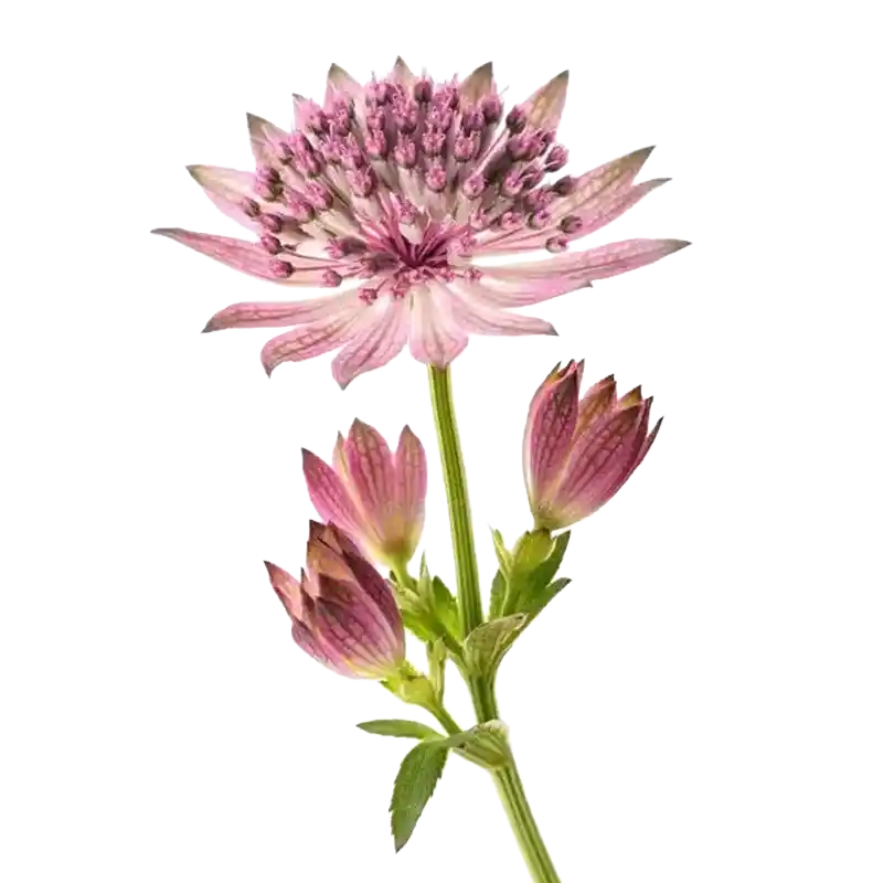Great Masterwort