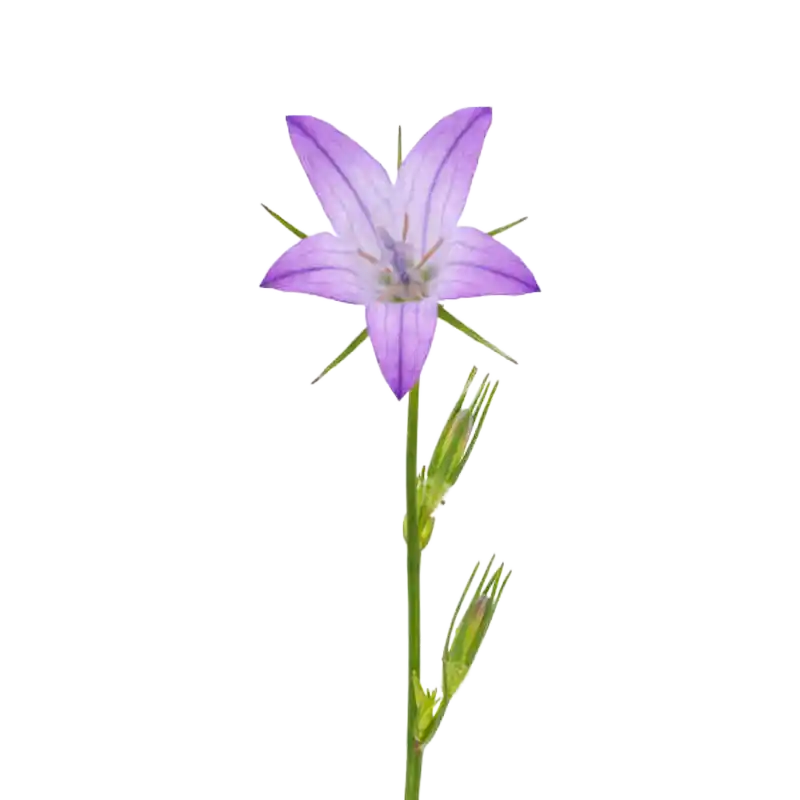 Rampion Bellflower