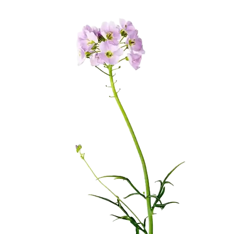 Cuckooflower (Lady's Smock)