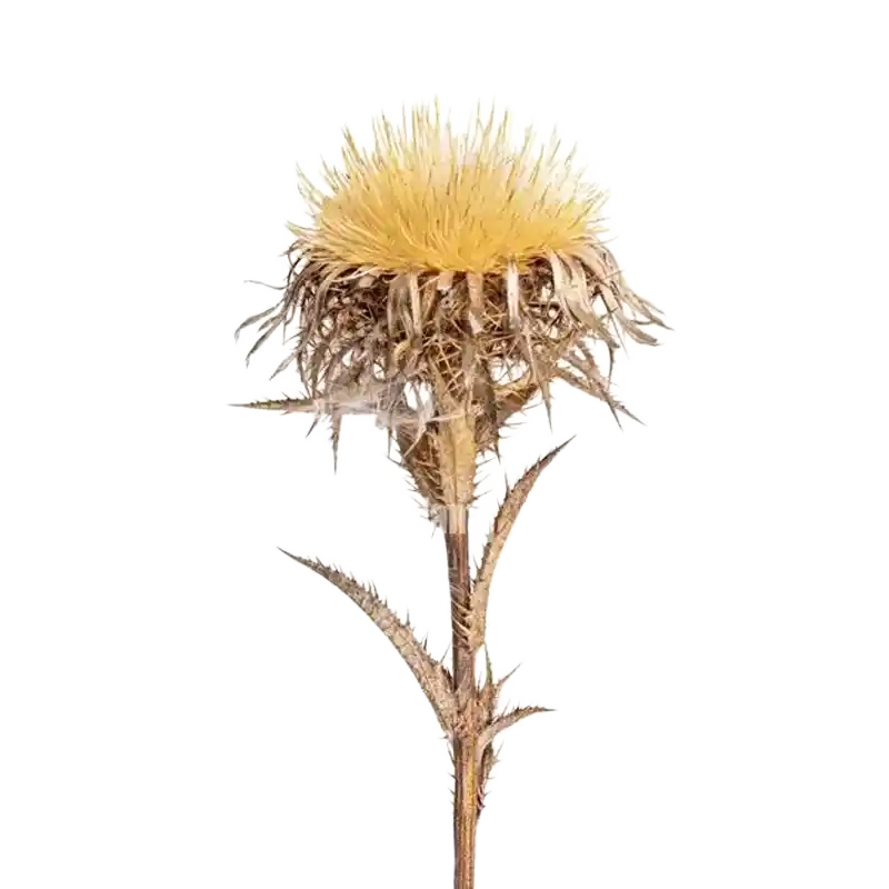 Carline Thistle
