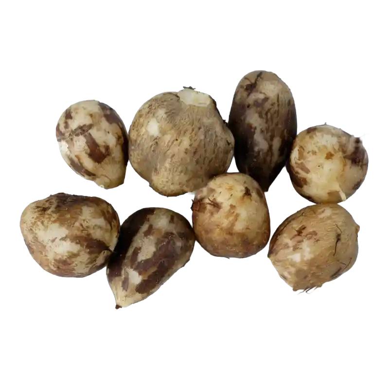 Great Pignut (Black Caraway)