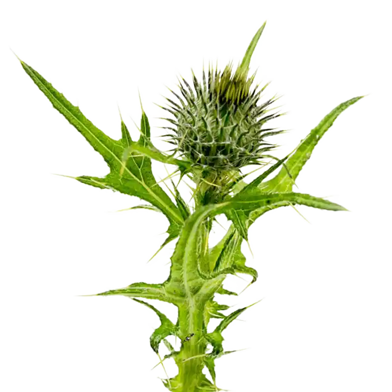 Blessed Thistle