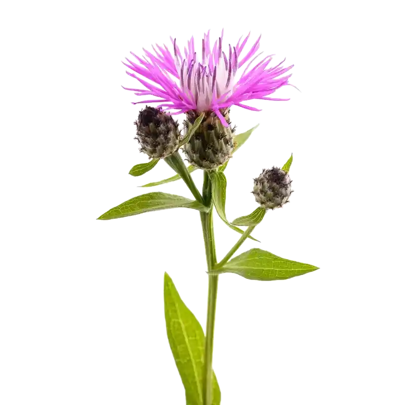 Brown Knapweed