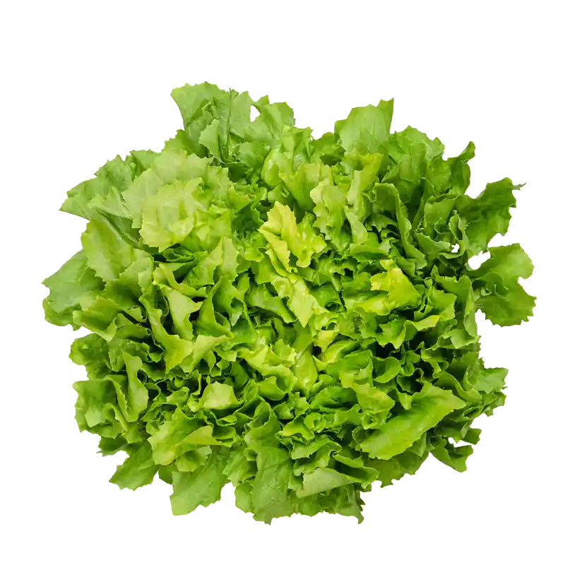 Endive