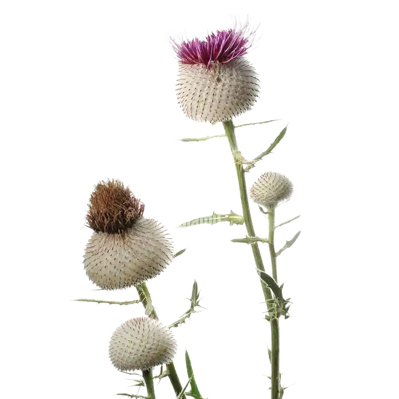 Woolly Thistle