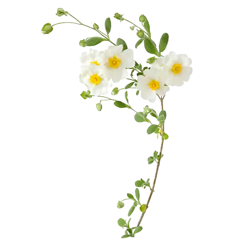 Sage-Leaved Rockrose