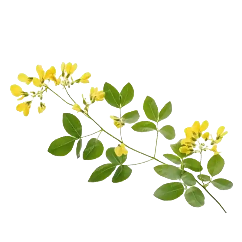 Bladder Senna
