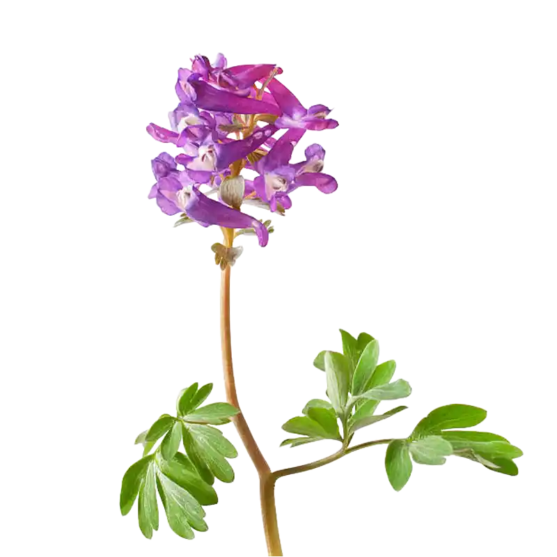 Fumewort (Bird-in-a-Bush)