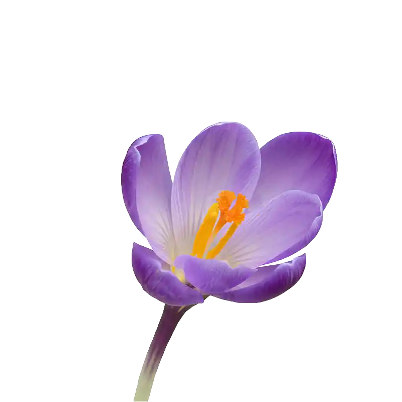 Spring Crocus