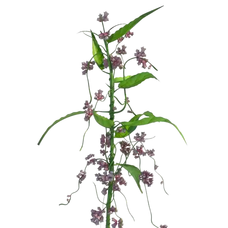 Dodder of Thyme (Common Dodder)