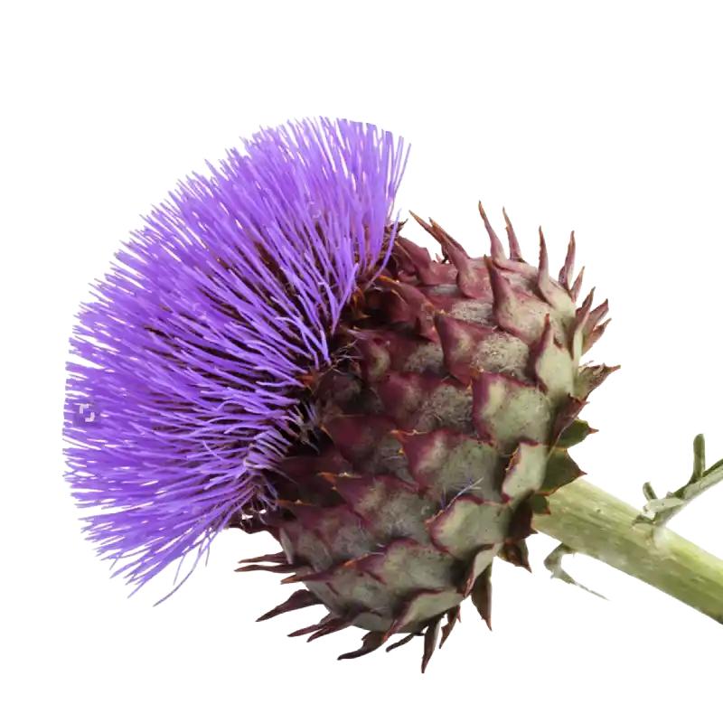 Cardoon (Wild Artichoke)