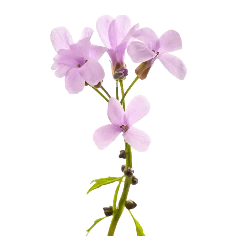 Coralwort (Coralroot Bittercress)