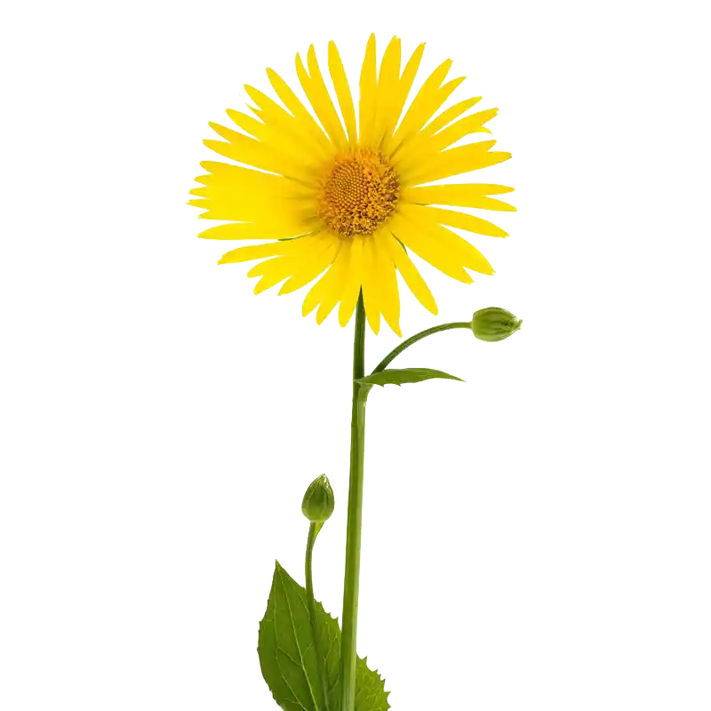 Plantain-Leaved Leopard's Bane