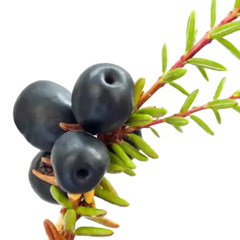 Black Crowberry