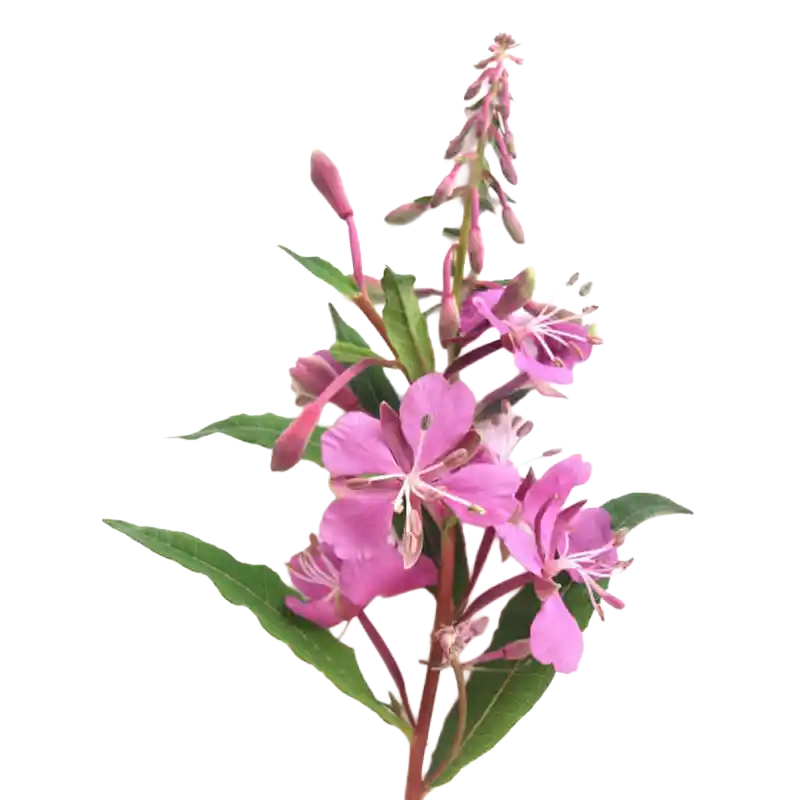 Small-Flowered Willowherb