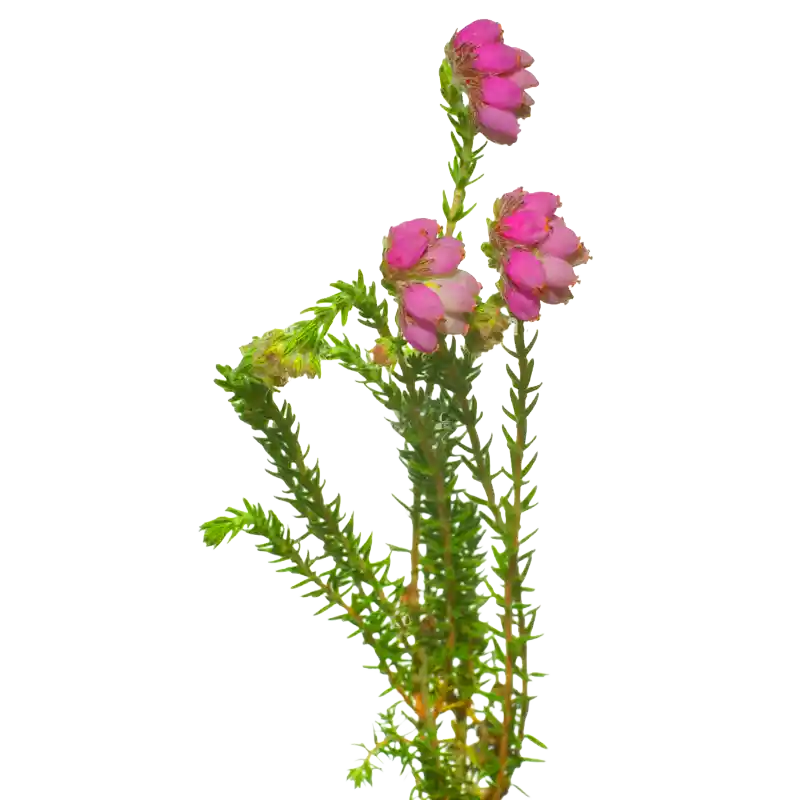 Cross-Leaved Heath