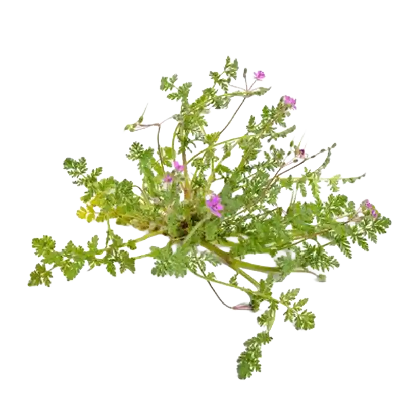 Common Stork's-Bill