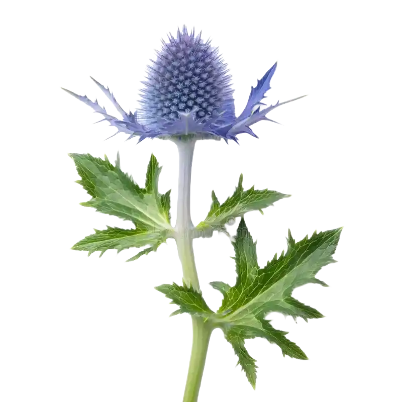 Blue Eryngo (Flat Sea Holly)