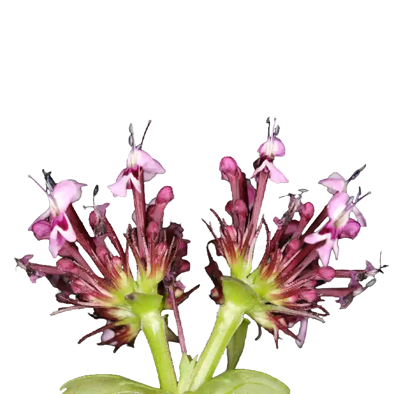 Horn of Plenty (African Valerian)