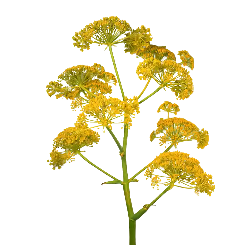 Giant Fennel
