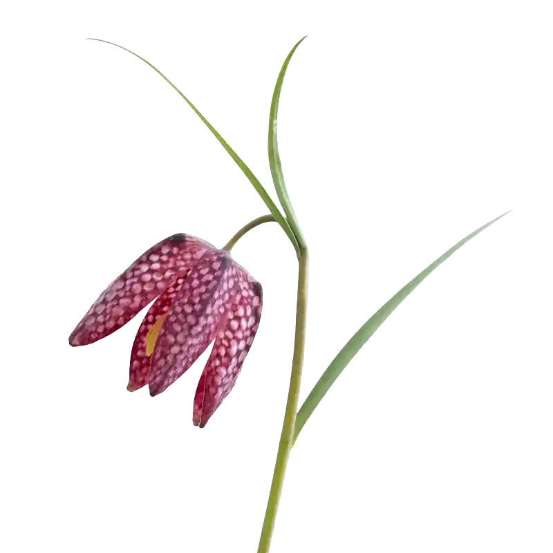 Snake's Head Fritillary