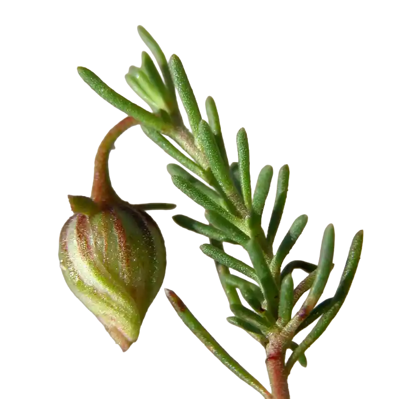 Common Fumana
