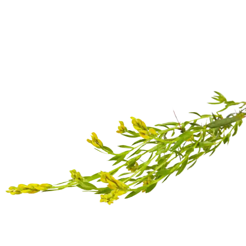 German Greenweed