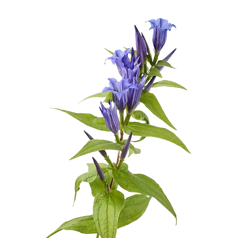 Willow Gentian