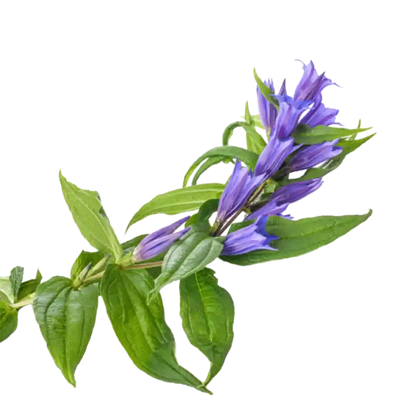 Cross Gentian