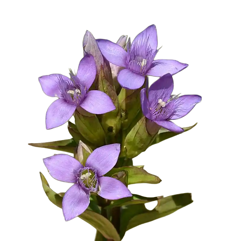 Field Gentian