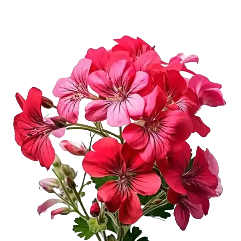 Bloody Cranesbill