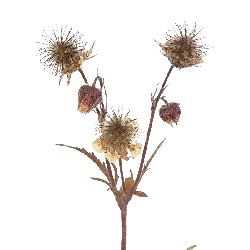Water Avens