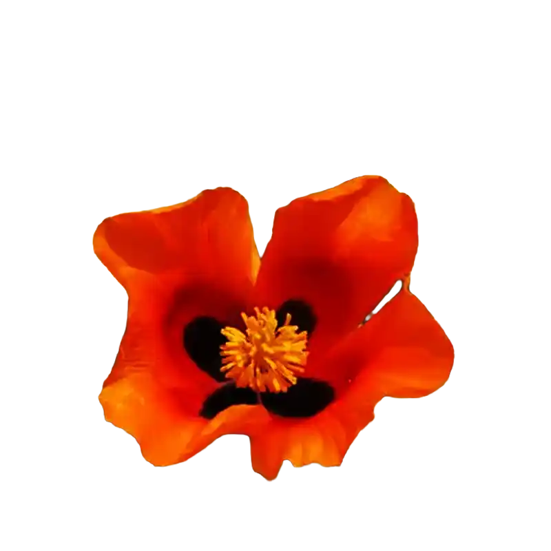 Red Horned Poppy