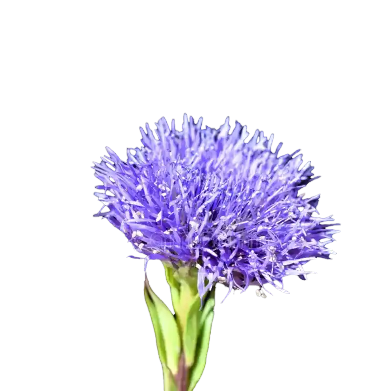 Common Globularia