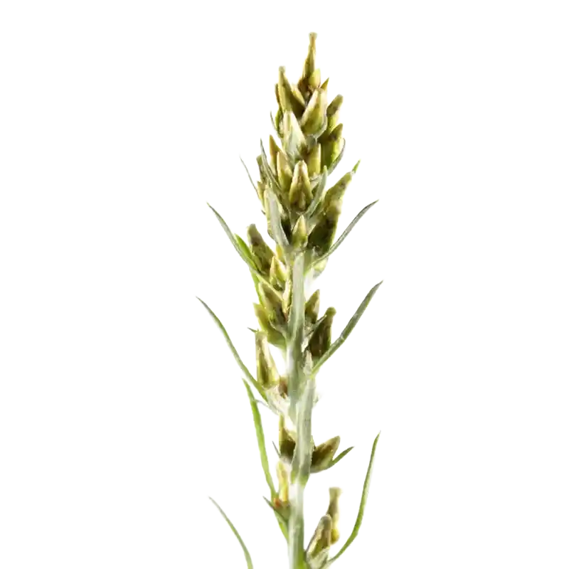 Wood Cudweed (Heath Cudweed)