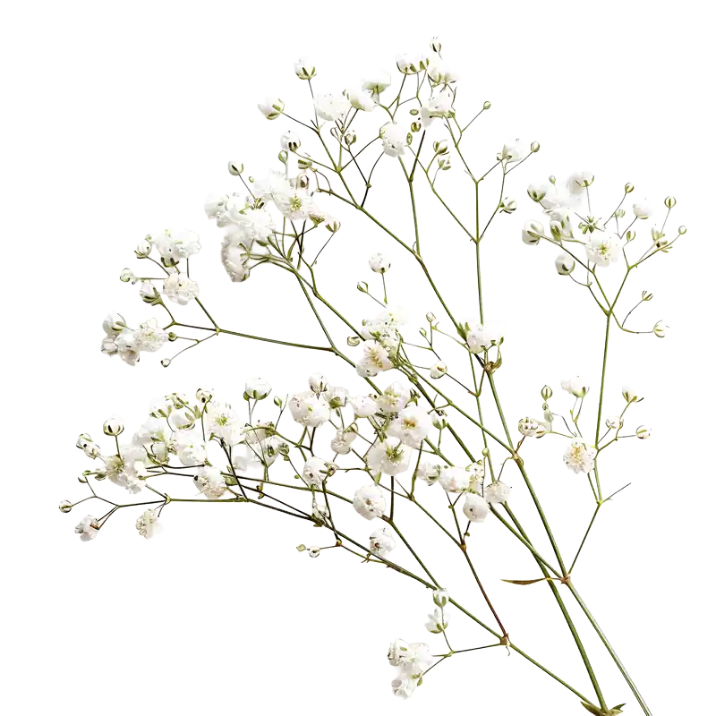 Baby's Breath