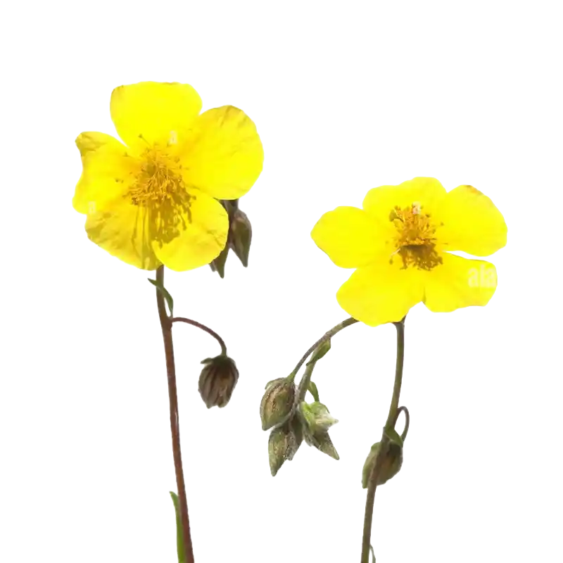 Common Rockrose